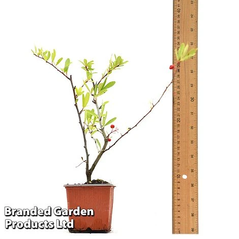 Pyracantha Coccinea 'Red Star' - Image 4