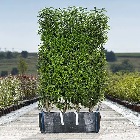 Portuguese Laurel Ready Bag Instant Hedge 1m