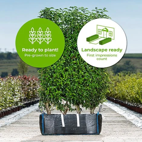 Portuguese Laurel Ready Bag Instant Hedge 1m - Image 2
