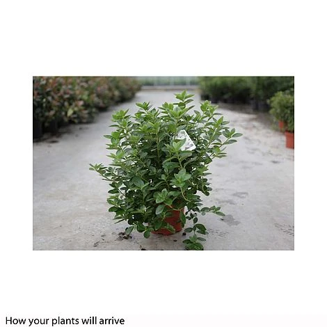 Rhododendron 'Palestrina'