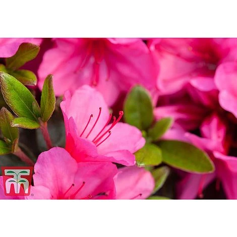 Rhododendron 'Connie' - Image 2