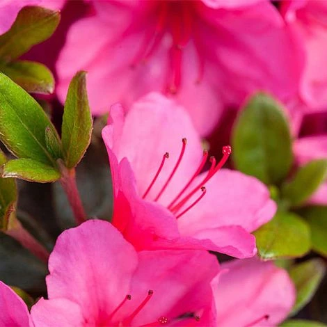 Rhododendron 'Connie' - Image 3