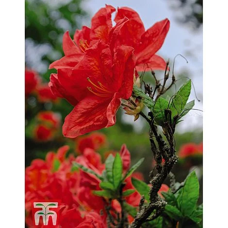 Rhododendron 'Koster's Brilliant Red' - Image 3