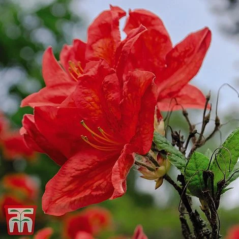 Rhododendron 'Koster's Brilliant Red' - Image 2