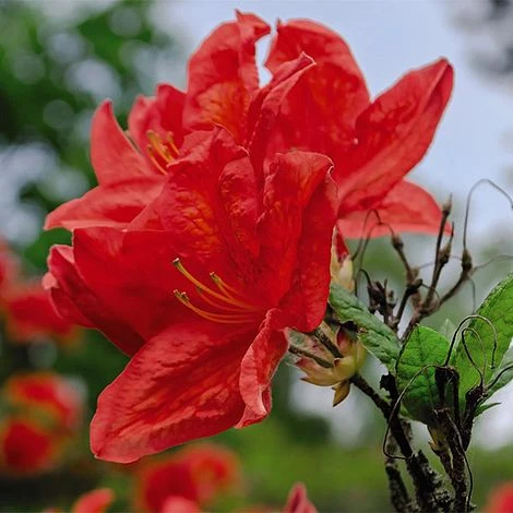 Rhododendron 'Koster's Brilliant Red'
