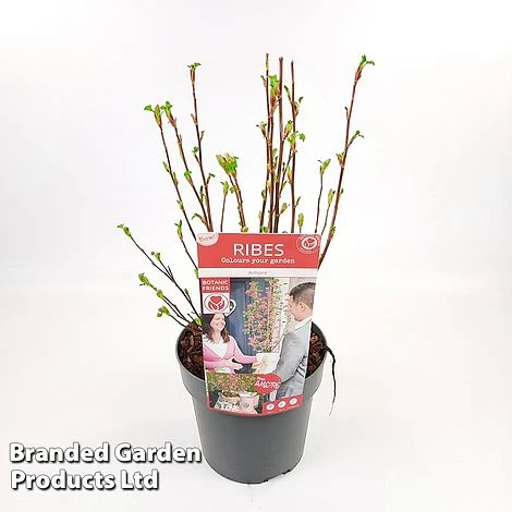 Ribes Sanguineum 'Amour' - Image 5