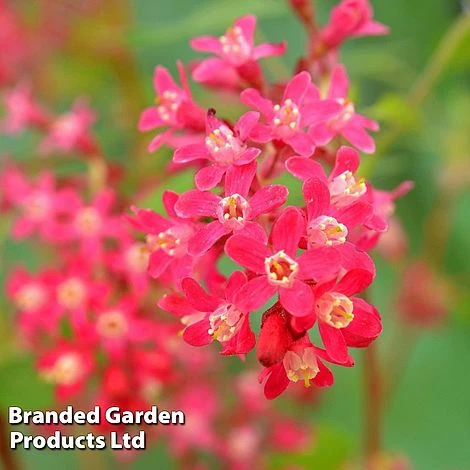 Ribes Sanguineum 'Amour' - Image 2