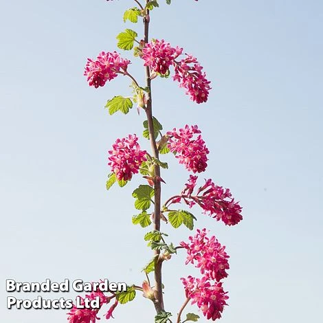 Ribes Sanguineum 'Amour' - Image 3