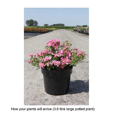 Rose 'Pink Pins' - Image 2