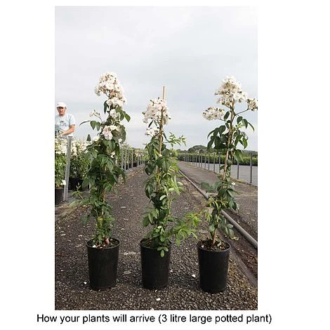 Rose 'Guirlande Rose' - Image 3