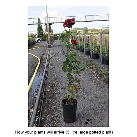 Rose 'Thats Jazz' - Image 2