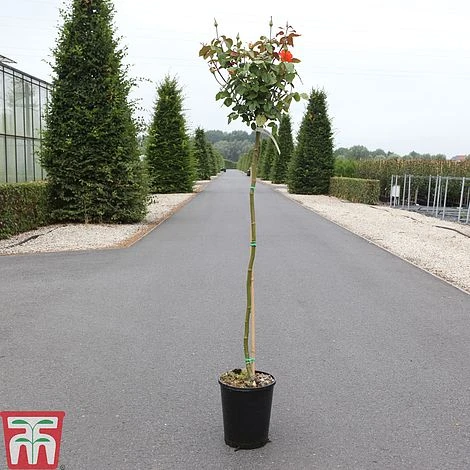 Rose 'Marieken' (Shrub Rose) - Image 2