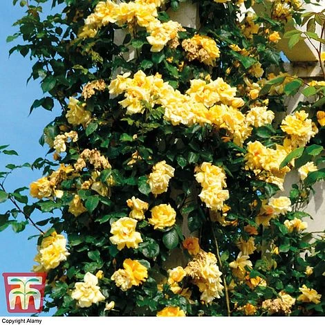 Rose 'Golden Showers' (Climbing) - Image 2