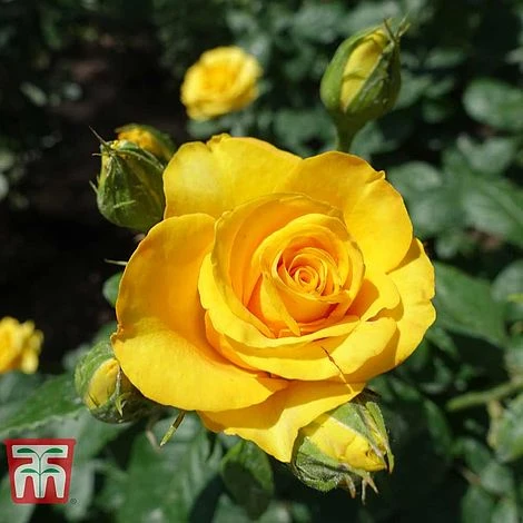 Rose 'Breeder's Choice Gold' (Hybrid Tea Rose) - Image 2