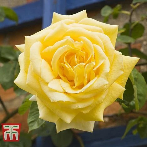 Rose 'Laura Ford' (Climbing Rose) - Image 2