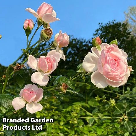 Rose 'Our Beth' (Shrub Rose) - Image 2