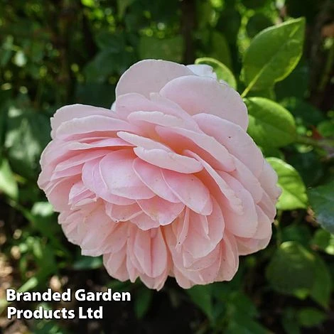 Rose 'Our Beth' (Shrub Rose) - Image 3