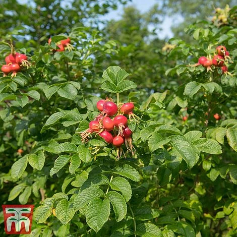 Rose Rugosa 'Rubra' (Species Shrub Rose) - Image 5