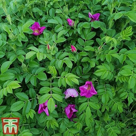 Rose Rugosa 'Rubra' (Species Shrub Rose)