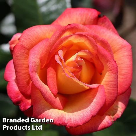 Rose 'Sheila's Perfume' (Floribunda) - Image 2