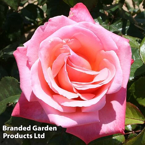 Rose 'Silver Jubilee' (Shrub) - Image 2