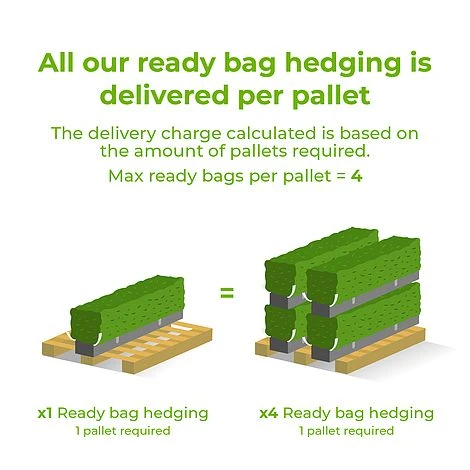 Portuguese Laurel Ready Bag Instant Hedge 1m - Image 3
