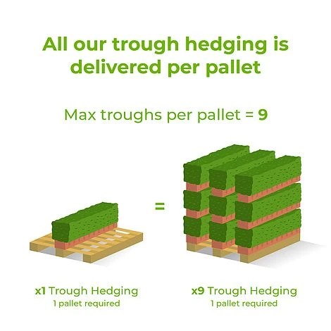 Copper Beech Instant Trough Hedge 1m (pre-grown) - Image 3