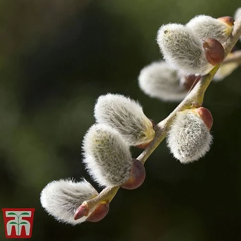 Pussy Willow (Hedging) - Image 2