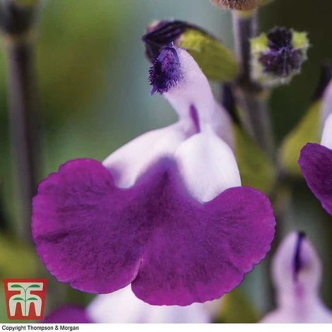 Salvia 'Amethyst Lips' - Image 2