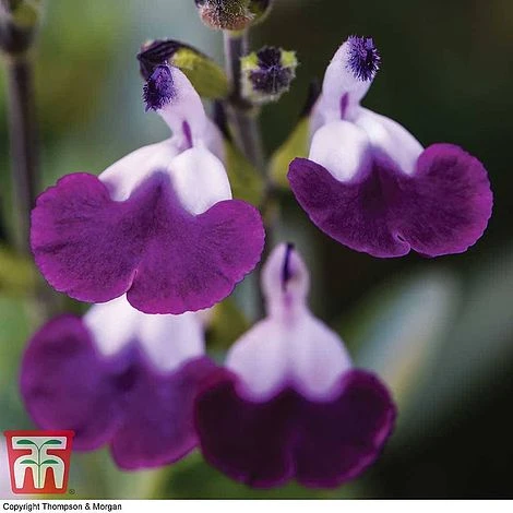 Salvia Lips Collection - Image 2