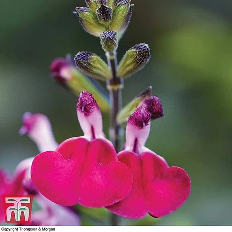 Salvia Lips Collection - Image 3