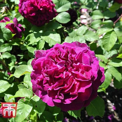 Rose 'Scented Double Purple'