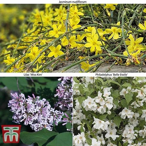 Hardy Shrub Trio - Image 7