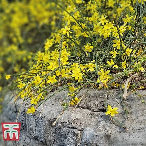 Hardy Shrub Trio - Image 2