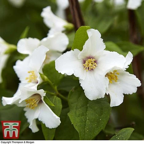 Hardy Shrub Trio - Image 3
