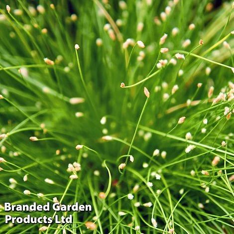 Colourful Ornamental Grass Collection - Image 7