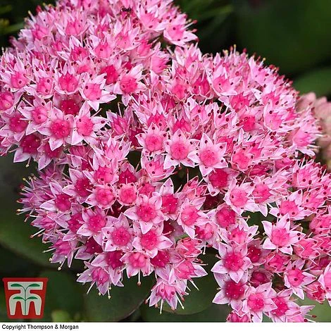 Sedum 'Matrona'