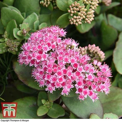 Sedum 'Matrona' - Image 2