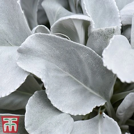 Senecio 'Angel Wings' - Image 2