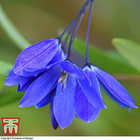 Sollya Heterophylla 'Ultra Blue' - Image 3