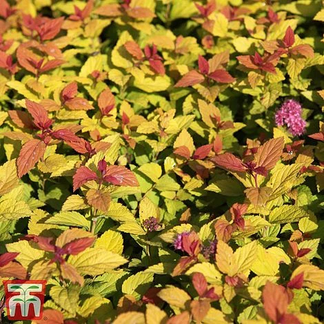 Spiraea Japonica 'Magic Carpet' - Image 2