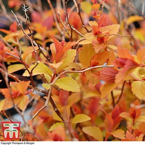 Spiraea Japonica 'Magic Carpet' - Image 3