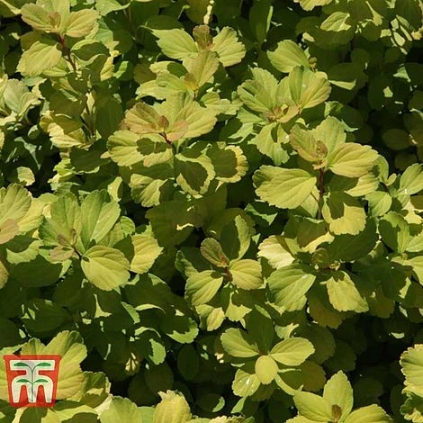 Spiraea Betulifolia 'Tor Gold' - Image 4