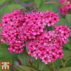 Spiraea Japonica 'Neon Flash'