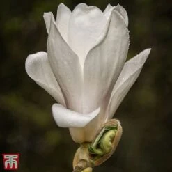 Magnolia X Soulangeana 'Alba Superba'