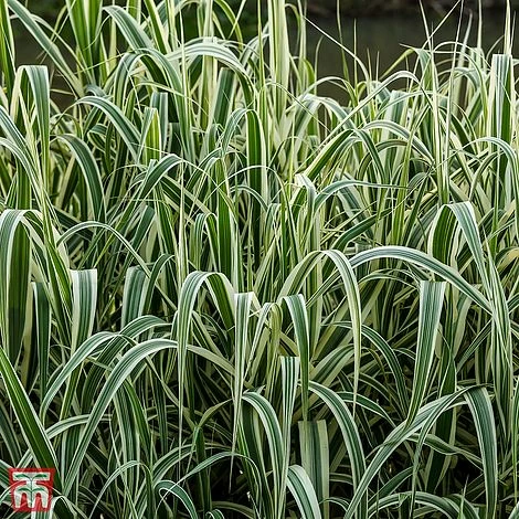 Arundo Donax 'Variegata'