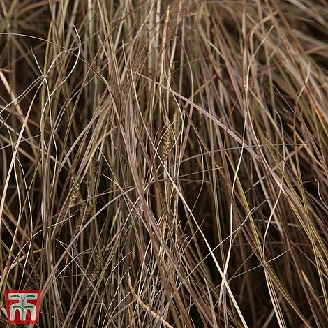 Carex 'Milk Chocolate' - Image 2