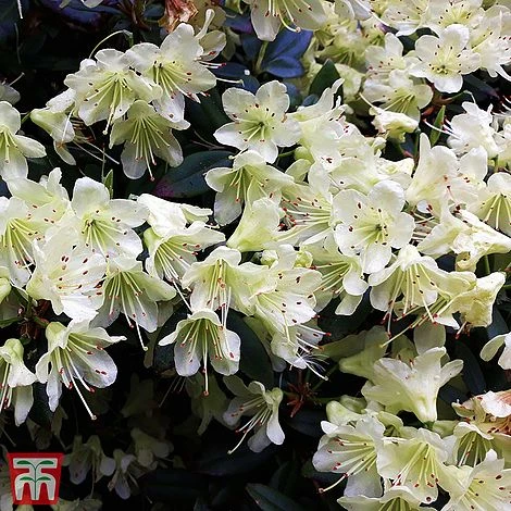Rhododendron 'Palestrina' - Image 3