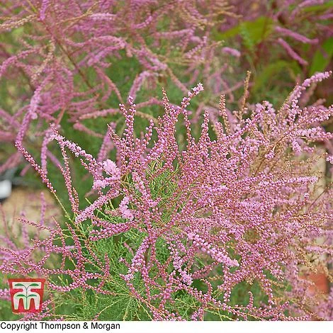 Tamarix Ramosissima 'Rubra'