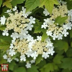 Viburnum Opulus 'Nanum'